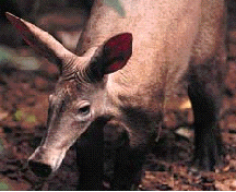 he_animals1_html_3fc89cfa