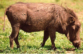 he_animals1_html_754edb56