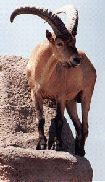 he_animals1_html_m11d82eed