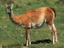 he_animals1_html_m20a5d22e