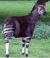 he_animals1_html_m60db093c