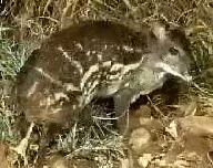 he_animals1_html_m709008b4