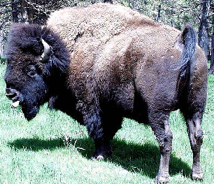 he_animals1_html_m7917d63f