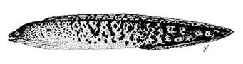 image004