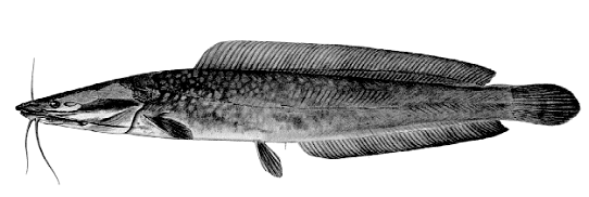 image006