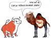 Распространяет ли ритуальную нечистоту зародыш теленка, умерший в чреве верблюдицы