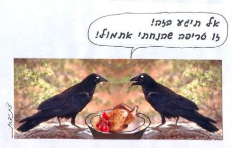 Кошерное мясо, оставленное без присмотра, объявляется некошерным из опасения, что вороны подменили его падалью