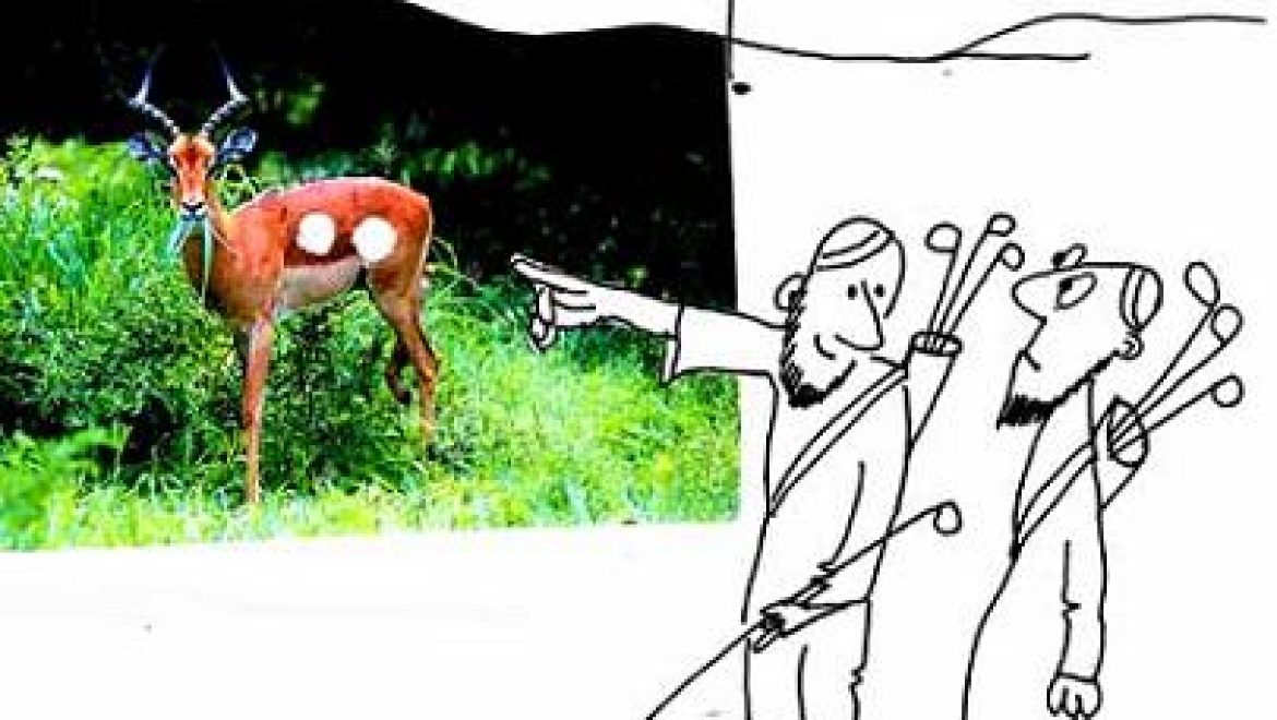 Ball like formations in the womb of the white-rumped antelope are semen of the gazelle