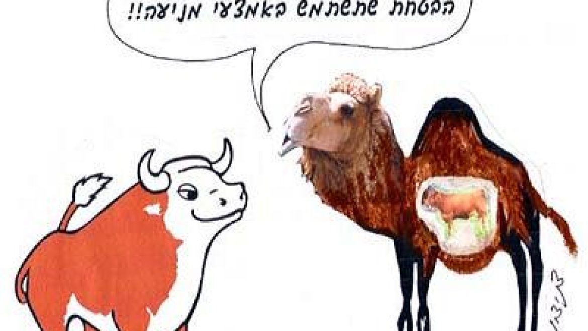 A fetal cow in the womb of a camel: pure or impurifying?