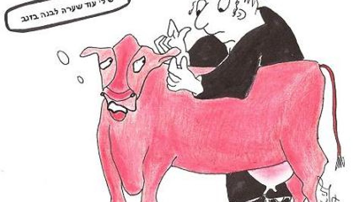 Is a red heifer which sprouts a white hair on its tail and another on its head valid or invalid?