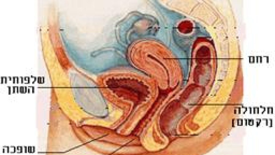 קונטרס 7 – טעויות חז"ל במבנה רחם האישה והשפעתן על פסקי הלכה שגויים