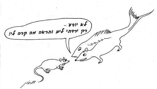 האם עכבר הים מטמא ודין עכבר שחציו אדמה וחציו בשר