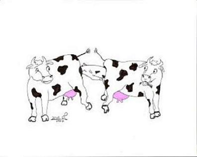 A cow which birthed a calf directly into the womb of another cow