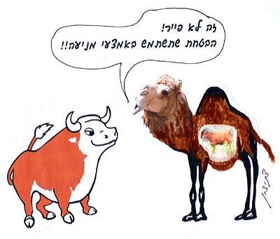 עובר פרה שמת ברחם נאקה טמא או טהור