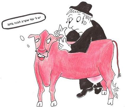 Is a red heifer which sprouts a white hair on its tail and another on its head valid or invalid?